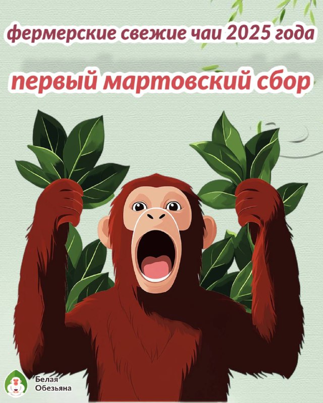Кадр из публикации: Свежий весенний сбор 2025 — зелёные чаи, которые стоит попробовать прямо сейчас!