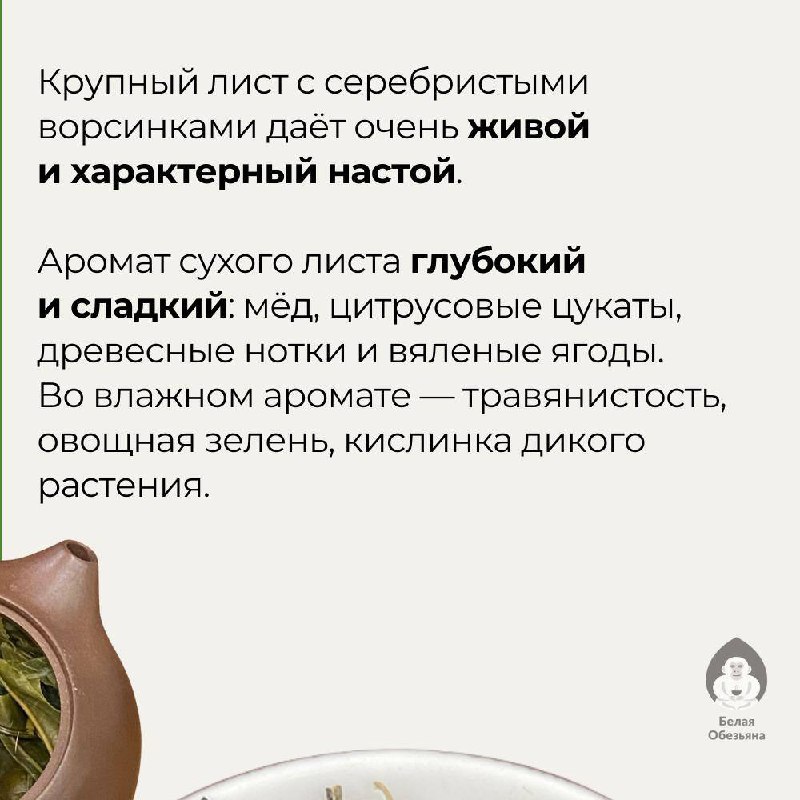 Цяо Му Шен с 50-летних деревьев, Мэнсун — фото 2