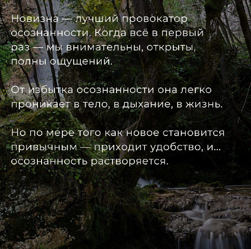 Чайный цигун: Новизна как путь к осознанности — фото 3