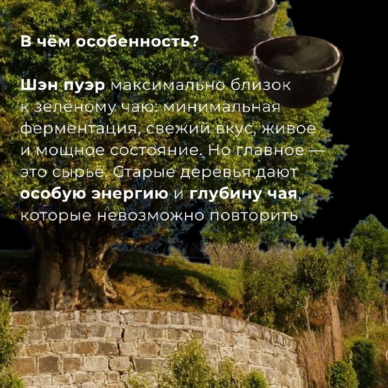 Для чайной компании важнее всего — доверие к партнёрам и уникальное сырьё — фото 3