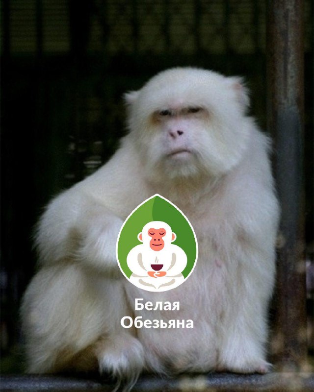 Почему наше чайное пространство называется «Белая Обезьяна»? — фото 1