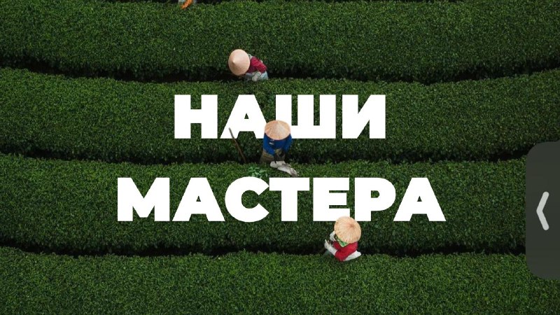 Кадр из публикации: Чай — это не только лист