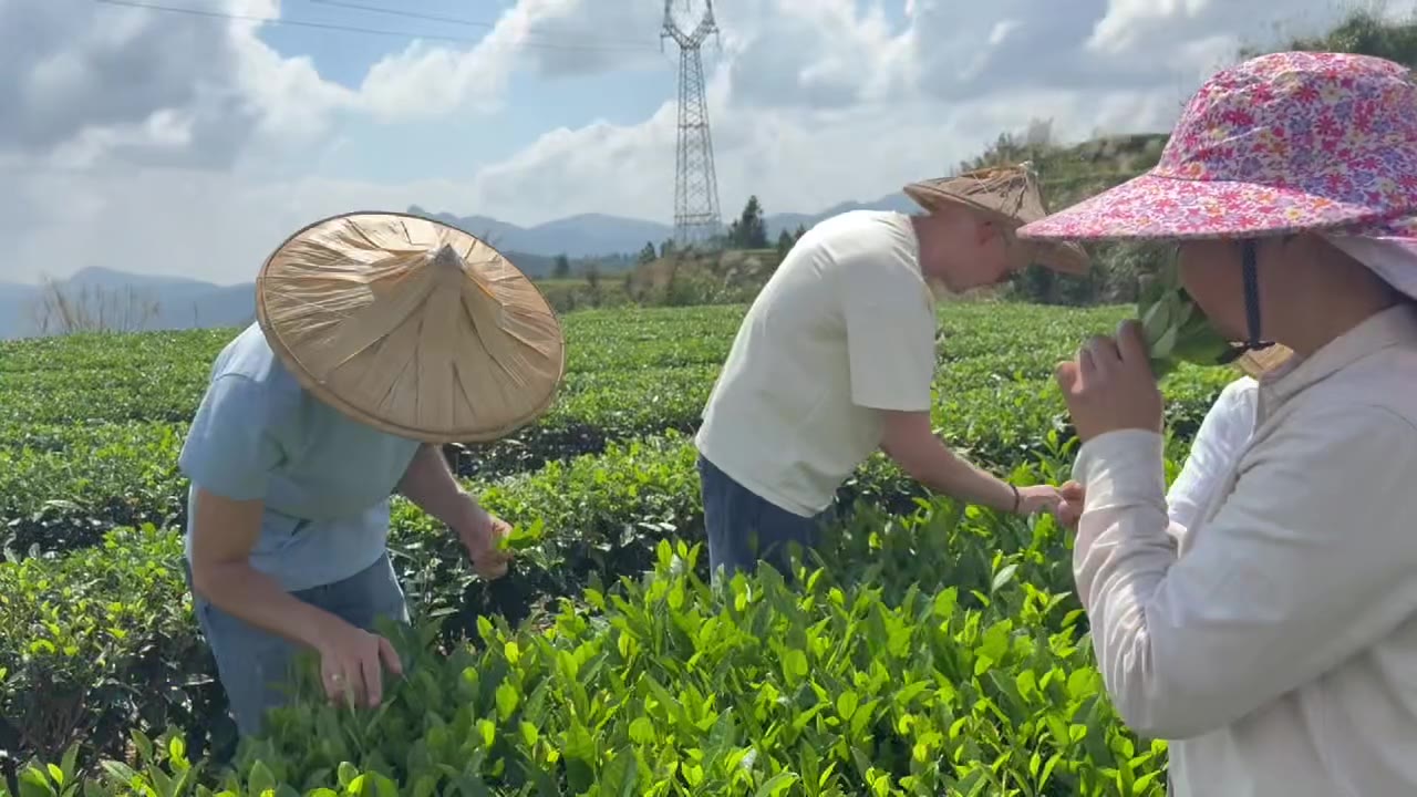 Кадр из публикации: Вторая часть нашего чайного путешествия в Аньси 🌿✨
