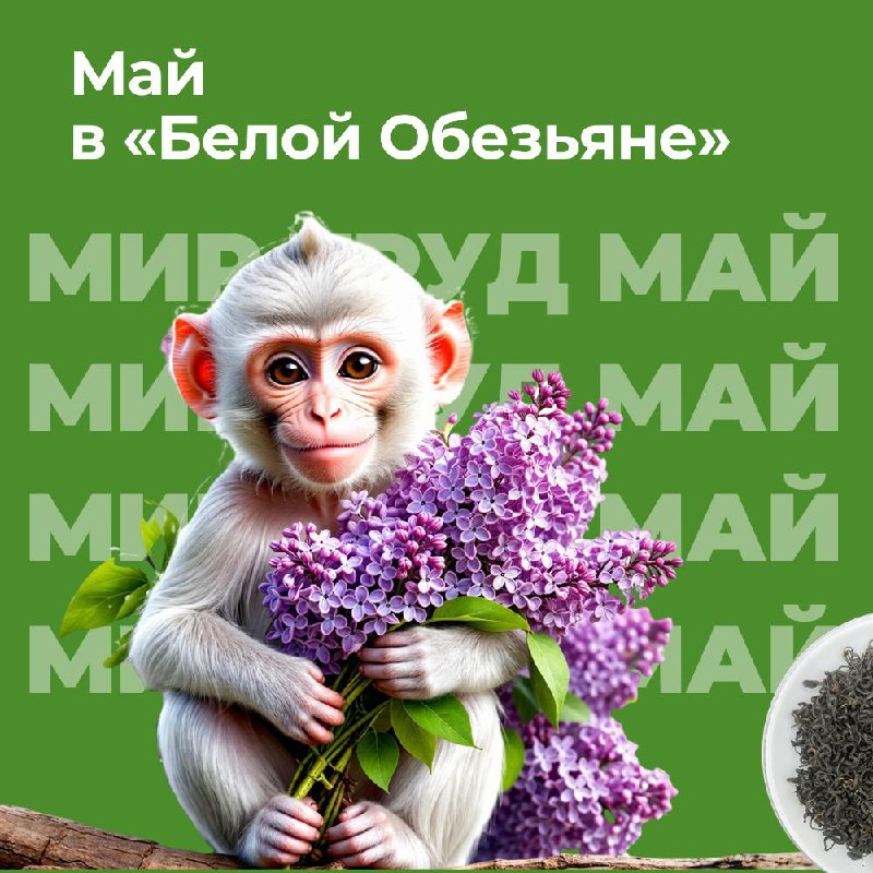 Кадр из публикации: МАЙСКИЕ ДЕГУСТАЦИИ И СОБЫТИЯ «БЕЛОЙ ОБЕЗЬЯНЫ»