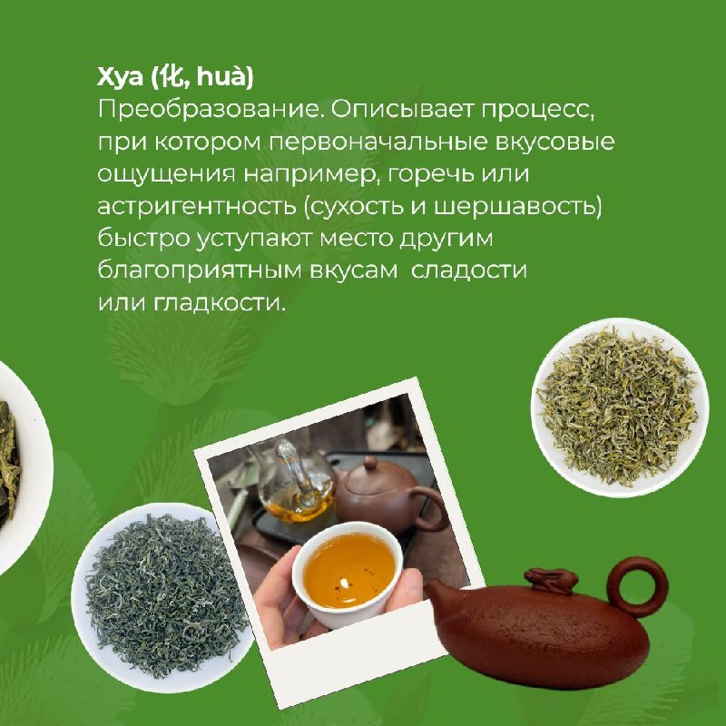 Китайский чай — это не просто напиток, а целый язык, в котором вкус, аромат и состояние… — фото 3