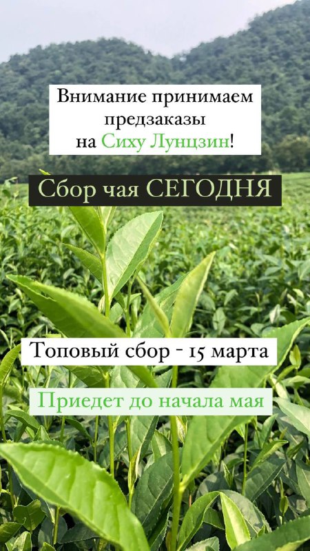 Кадр из публикации: Чай 2024 года скоро будет у нас!