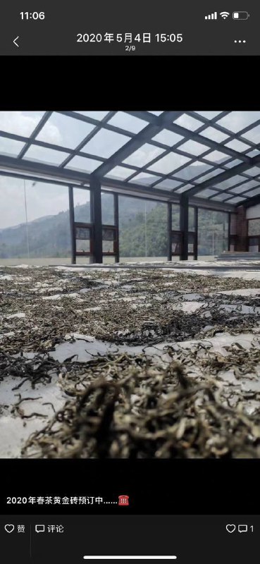 Фото весеннего сбора 2024 от наших поставщиков Гуандунских улунов 🌋 — фото 7
